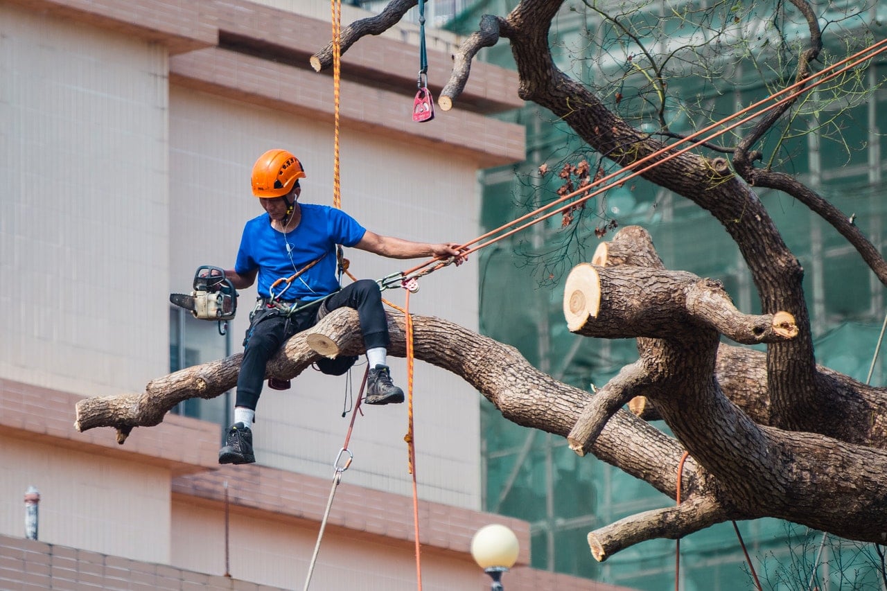 Tree Removal Services in Sydney’s Inner West: Trusted, Expert, Reliable