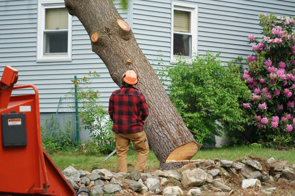Navigating Tree Removal in the Inner West: Local Experts You Can Trust